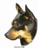 Lancashire Heeler 9R049D-16_2